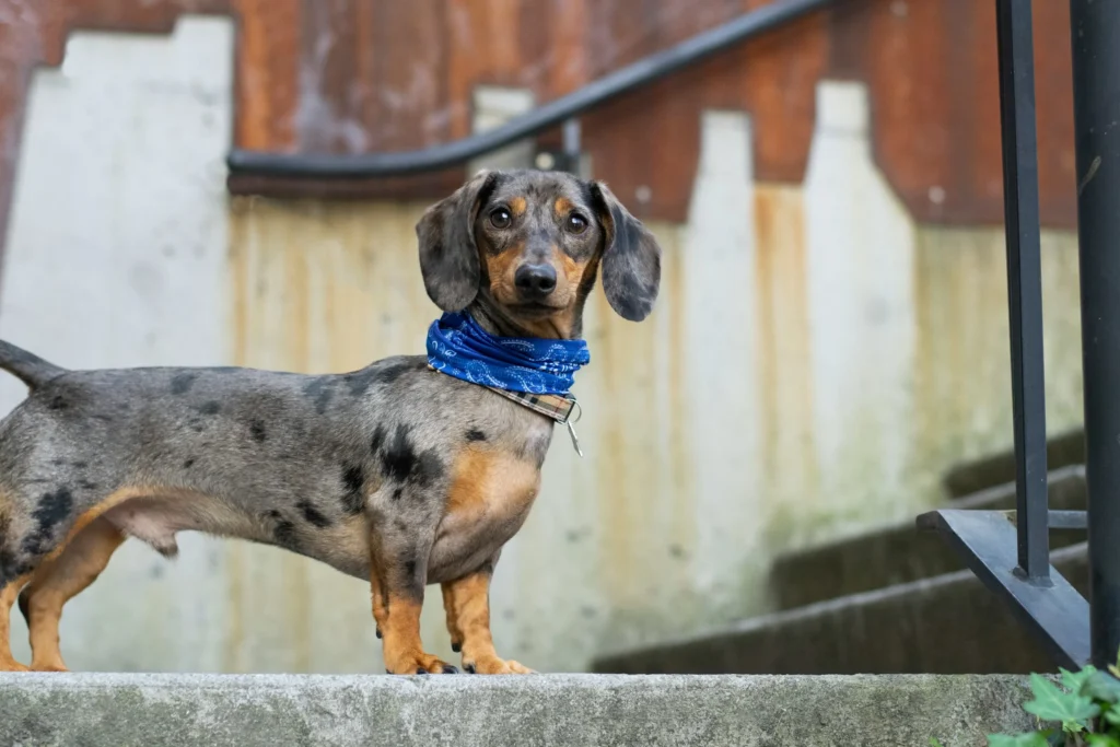 dachshund-wiener-dog-indoor-apartment-breed
