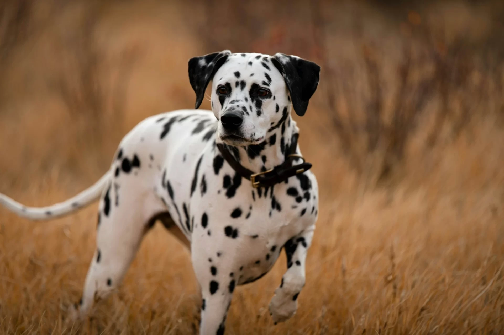 dalmatian-dog-names-spotted-puppy-guide