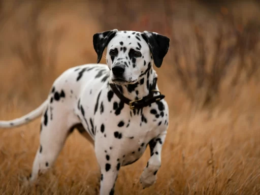 dalmatian-dog-names-spotted-puppy-guide