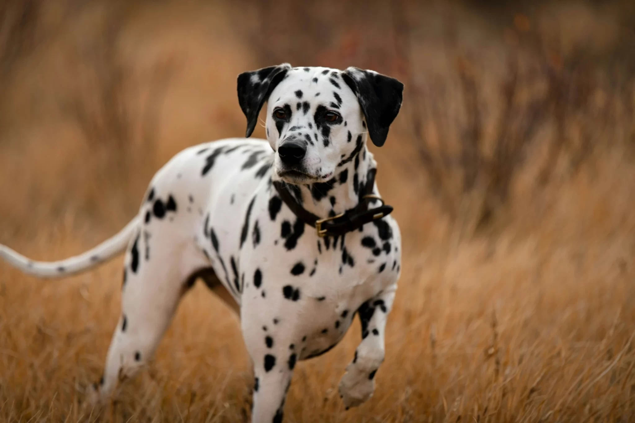 101 Perfect Dalmatian Dog Names Spotted Firehouse Disney Favorites 101 perfect dalmatian dog names spotted firehouse disney favorites