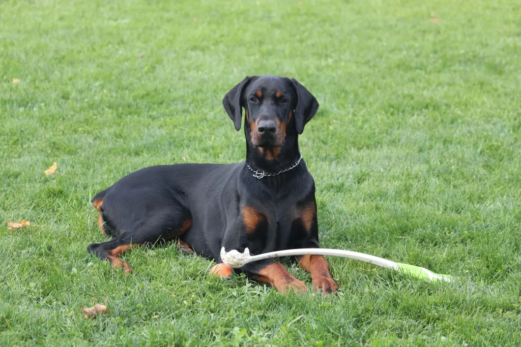 doberman-pinscher-sleek-black-tan-athletic-dog