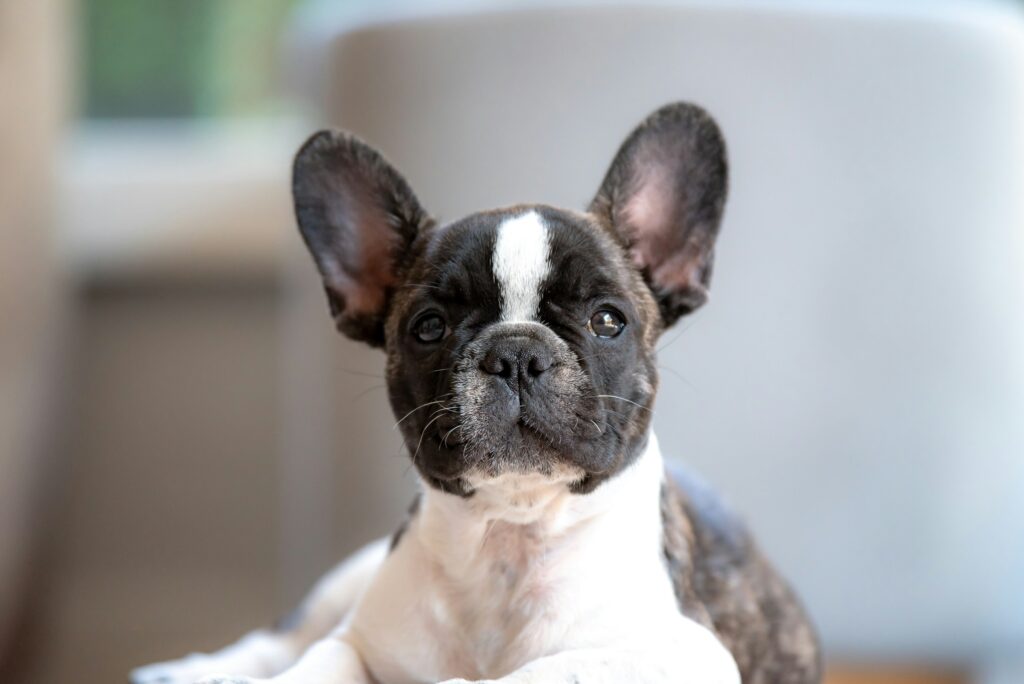 french-bulldog-best-indoor-dog-apartment-friendly