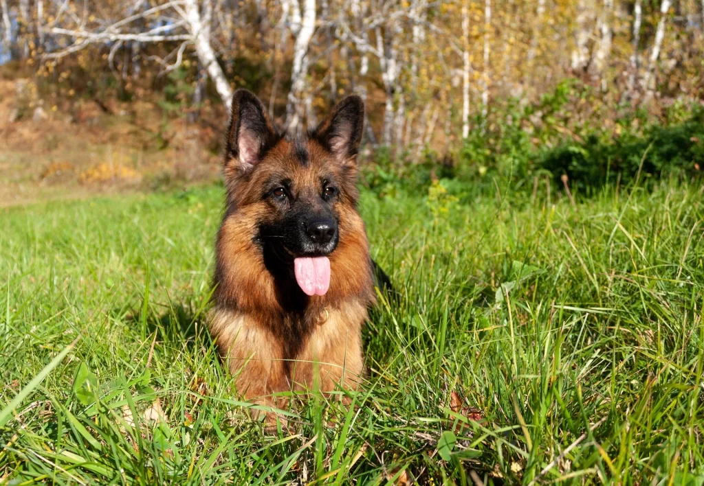 german-shepherd-pointy-ears-intelligent-breed