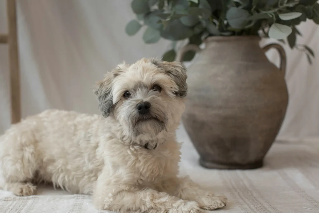 havanese-indoor-dog-cuban-companion-breed