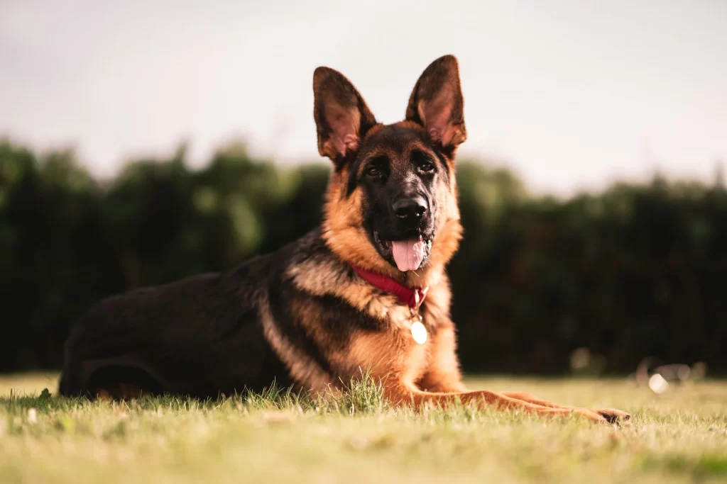 large-black-tan-dog-breeds-working-dogs