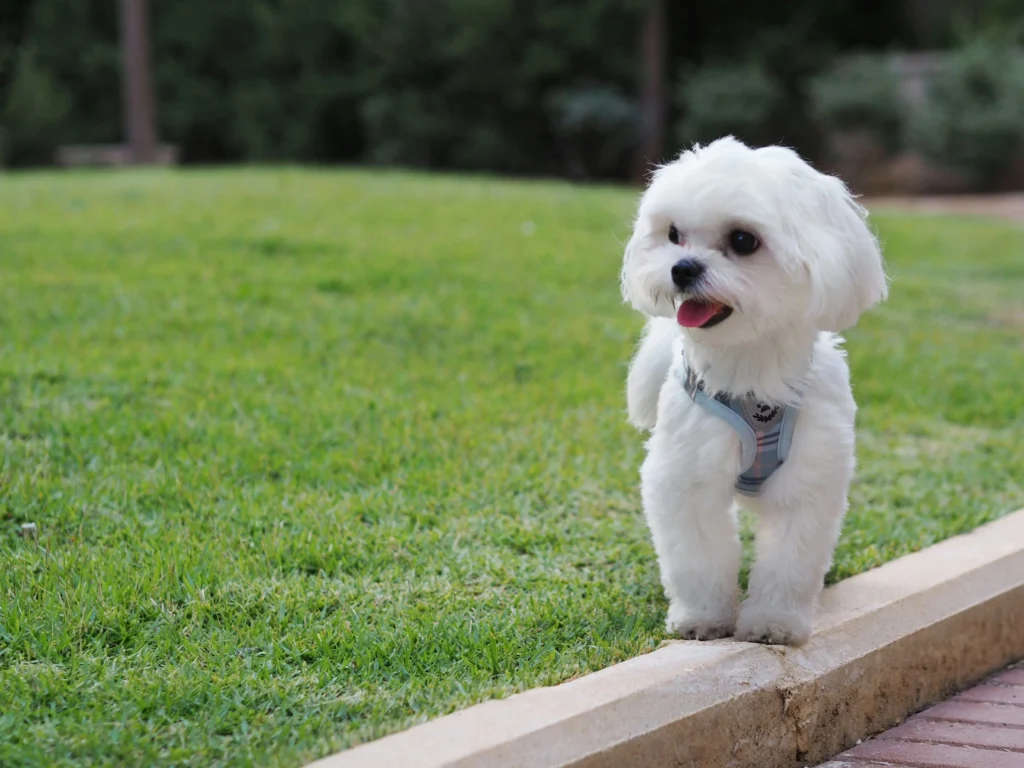 maltese-dog-small-indoor-breed-hypoallergenic-lap-dog