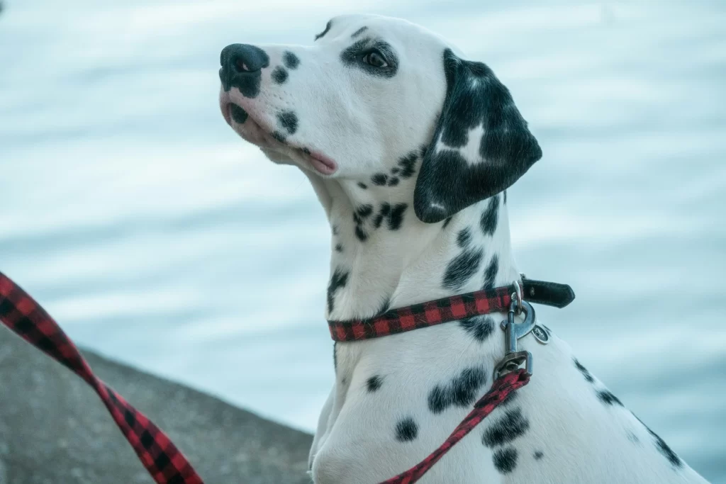 perfect-dalmatian-dog-names-spotted-companion