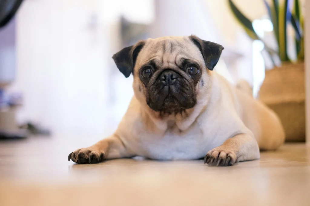 pug-indoor-dog-low-energy-apartment-pet