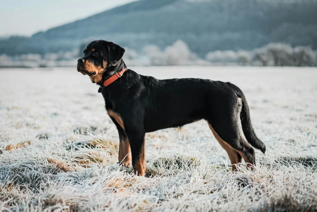 rottweiler-black-tan-family-guard-dog