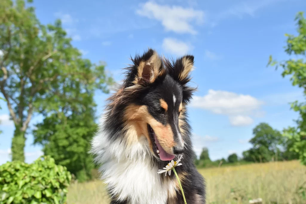 shetland-sheepdog-small-border-collie-alternative