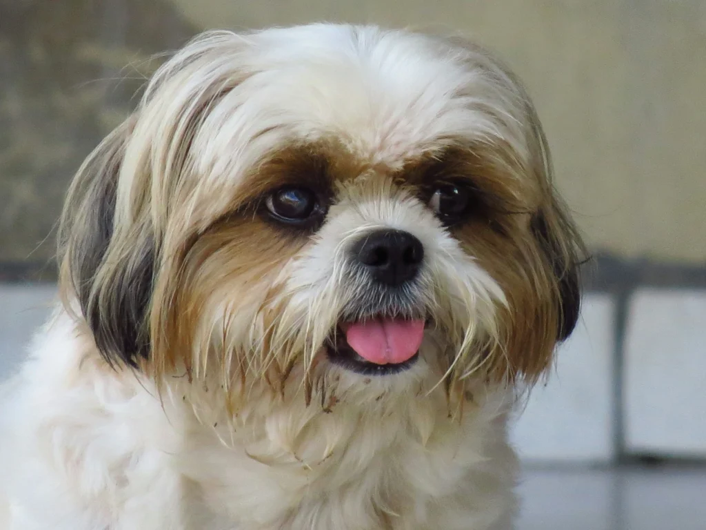 shih-tzu-indoor-lap-dog-low-energy-breed