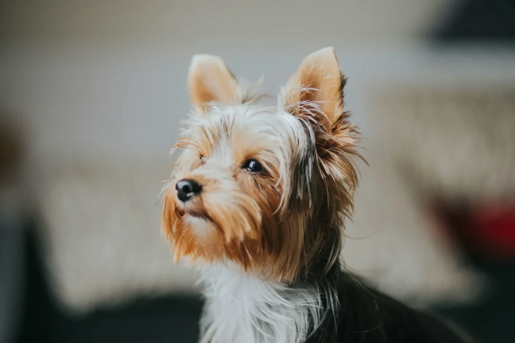 yorkshire-terrier-yorkie-small-indoor-dog-hypoallergenic