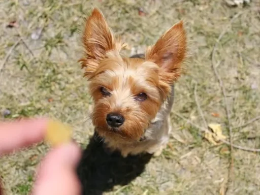 Train a Puppy to Respond to Its Name Fast
