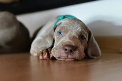 Weimaraner Dog Names