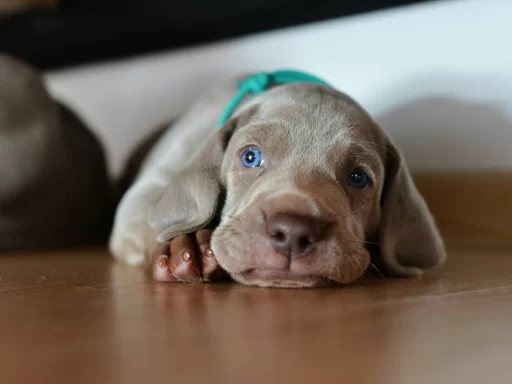 Weimaraner Dog Names
