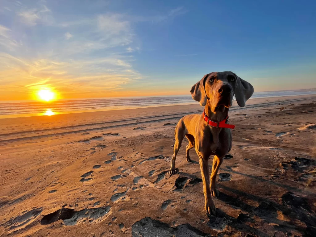silver-gray-weimaraner-naming-inspiration