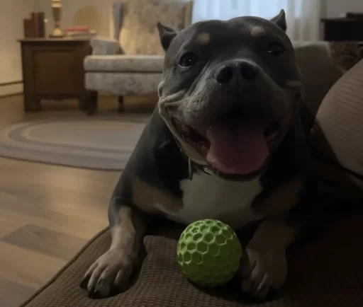durable outdoor waterproof dog ball toy