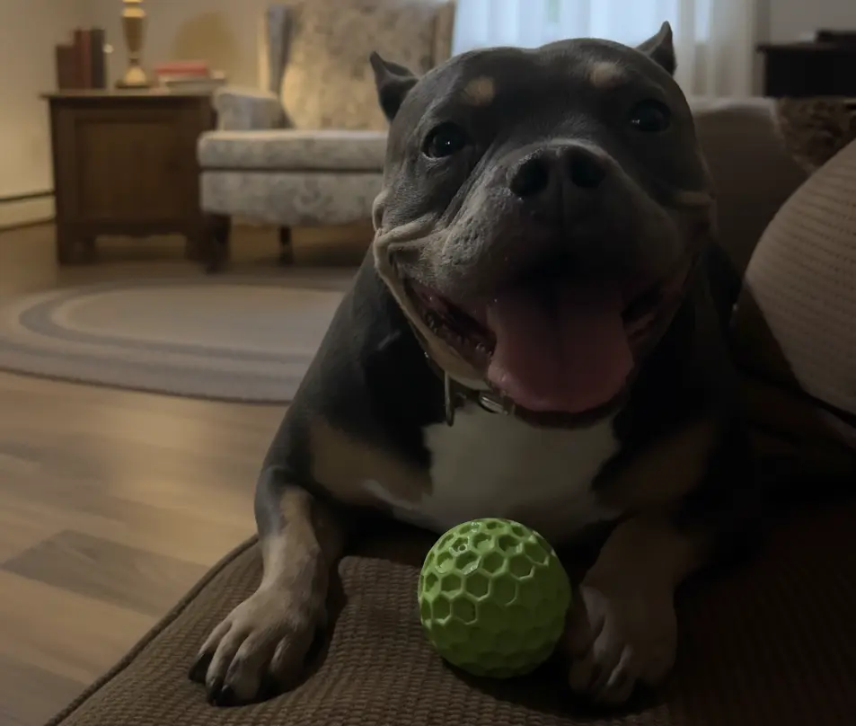 durable outdoor waterproof dog ball toy