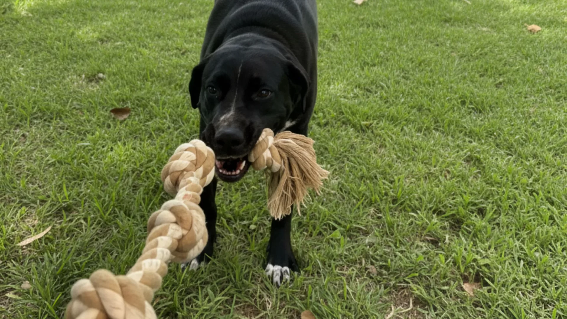 indestructible cotton rope toy for large aggressive chewers