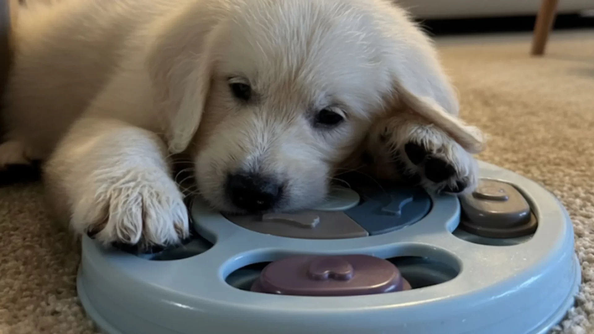 interactive dog puzzle toy for IQ training and mental enrichment