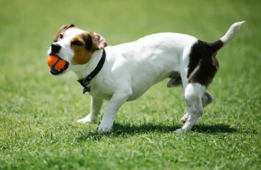 Best Dog Collars for Small Breeds