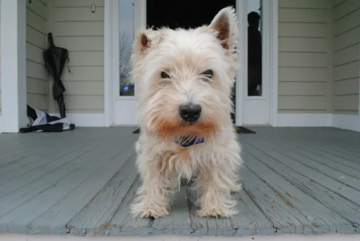 Dog Collars for Puppies