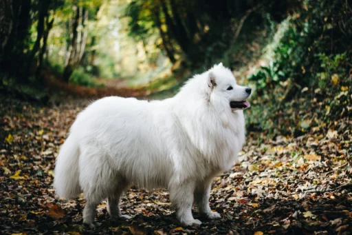 Giant Fluffy Dog Breeds