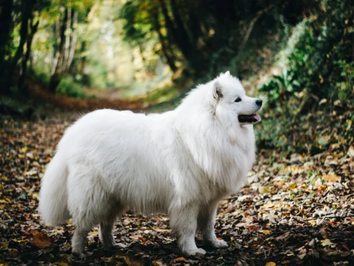 Giant Fluffy Dog Breeds
