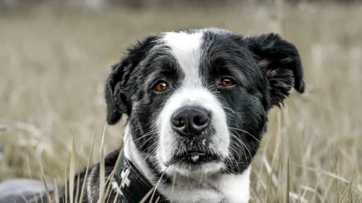 Ultimate Dog Collar Materials Guide