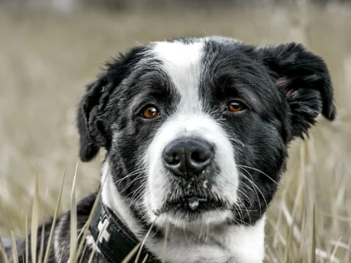 Ultimate Dog Collar Materials Guide