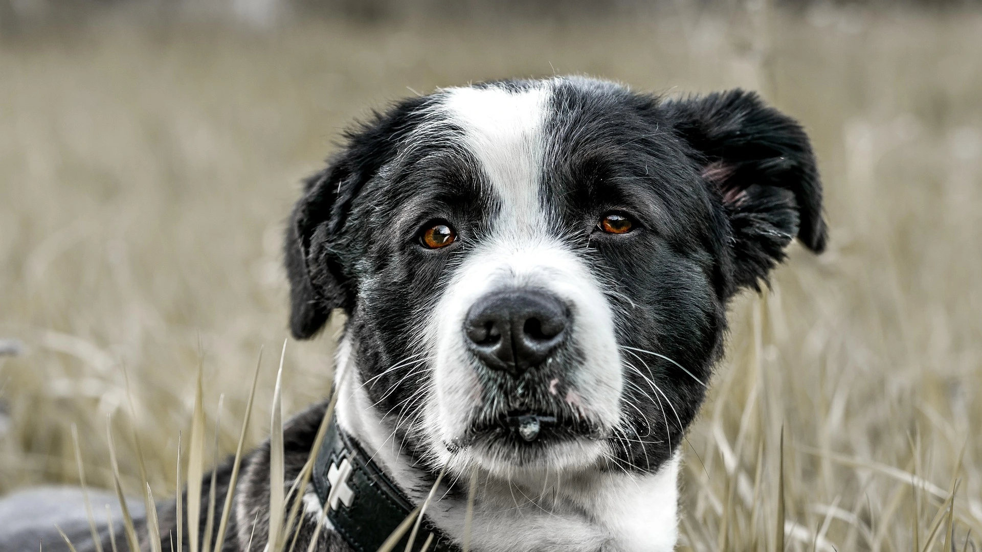 Ultimate Dog Collar Materials Guide