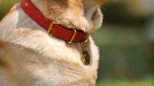 basic dog collars