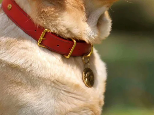basic dog collars