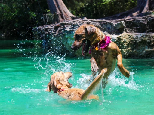 dog-collar-cleaning-guide