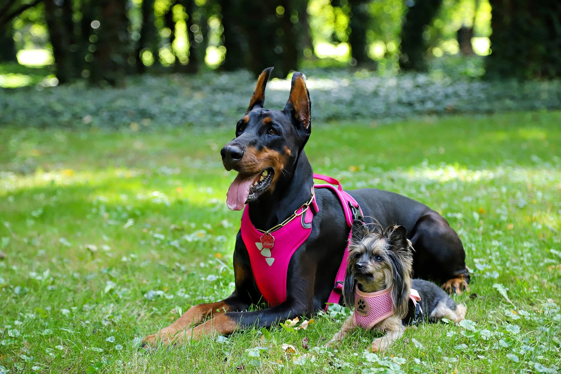 dog collars vs harnesses